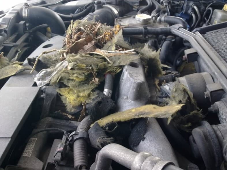 Защити автомобиль от грызунов.